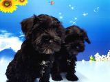 Minyatür Schnauzer Yavrular