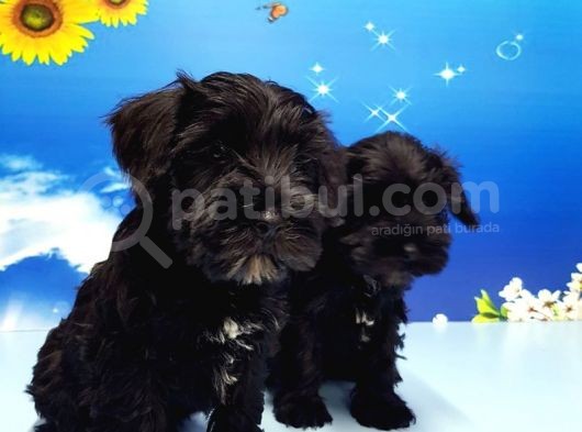 Minyatür Schnauzer Yavrular