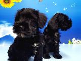 Minyatür Schnauzer Yavrular