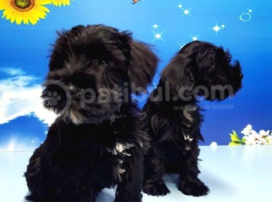Minyatür Schnauzer Yavrular görsel