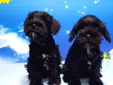 Minyatür Schnauzer Yavrular
