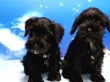 Minyatür Schnauzer Yavrular