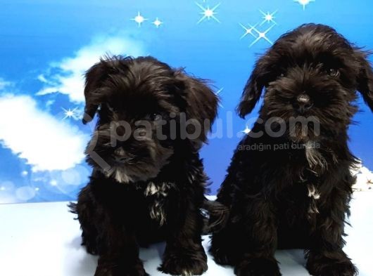 Minyatür Schnauzer Yavrular görsel