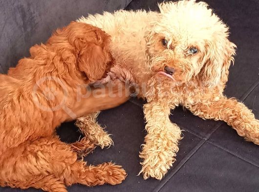 Anneliği Mükemmel Teacup Poodle görsel