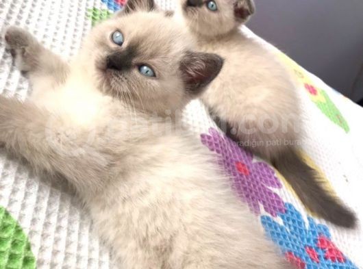 British Blue Point Yavrularım Ailesini Arıyor