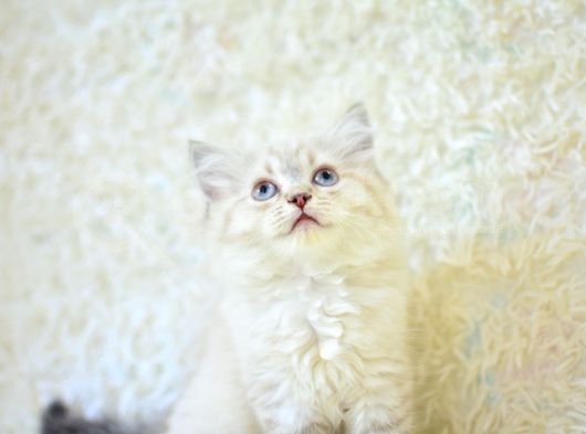 Show Güzelli̇kte Lynx Bri̇ti̇sh Longhai̇r görsel