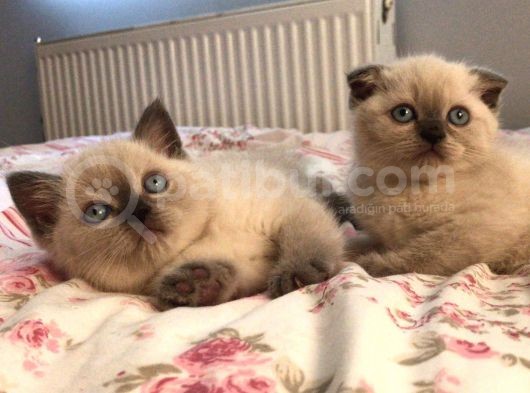 British Blue Point Yavrularım Ailesini Arıyor görsel