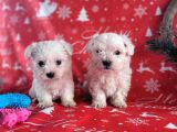 Maltese Yavru (Bursa Köpek Okulu)