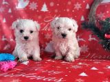 Maltese Yavru (Bursa Köpek Okulu)