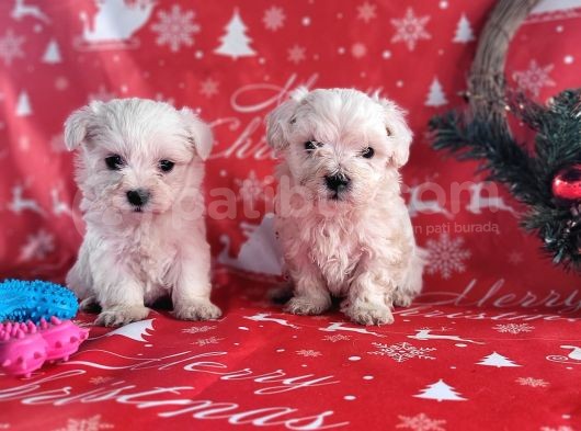 Maltese Yavru (Bursa Köpek Okulu)
