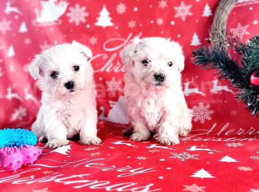 Maltese Yavru (Bursa Köpek Okulu) görsel