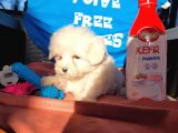 Maltese Yavru (Bursa Köpek Okulu)