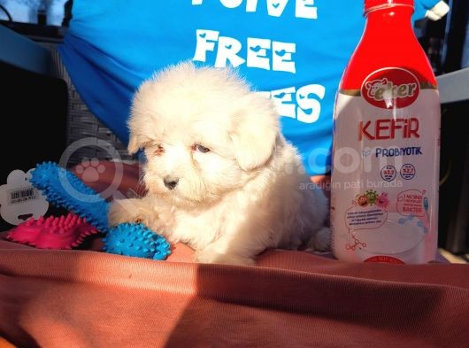 Maltese Yavru (Bursa Köpek Okulu) görsel