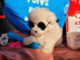 Maltese Yavru (Bursa Köpek Okulu)