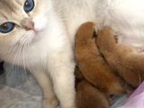 Yetişkin Beyaz British Shorthair Secereli