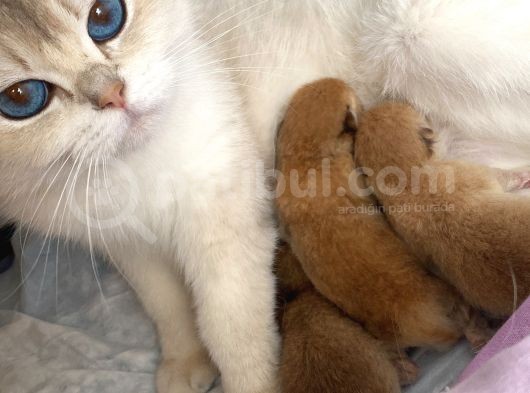 Yetişkin Beyaz British Shorthair Secereli görsel