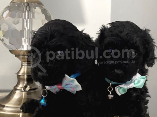 Ev Ortamında Büyüyen Toypoodle Bebekler görsel