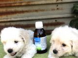 Birinci Sınıf Maltese Terrier Yavrularımız