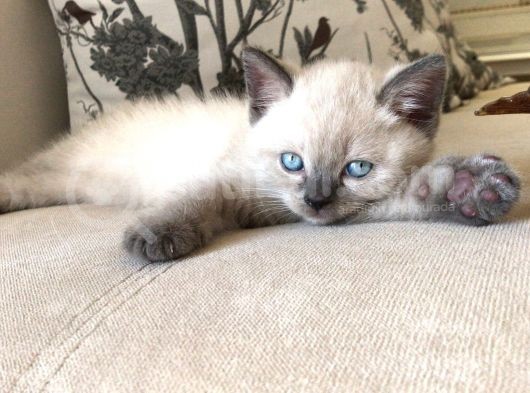 British Blue Point Yavrularım Ailesini Arıyor görsel