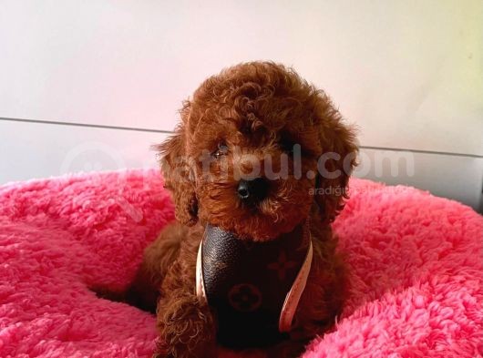 Safkan Toy Poodle Yavrularımız görsel