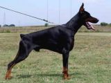 King Doberman Yavrulari Mama Ve Malzeme Kampanya Li