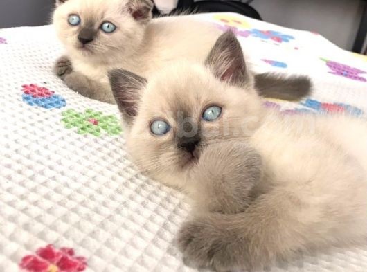 British Blue Point Yavrularım Ailesini Arıyor görsel