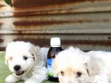 Birinci Sınıf Maltese Terrier Yavrularımız