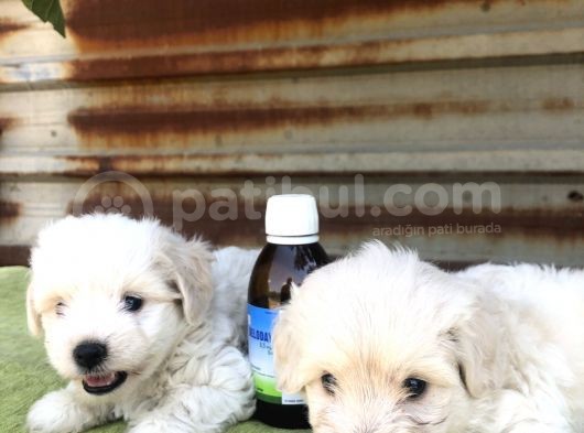 Birinci Sınıf Maltese Terrier Yavrularımız görsel