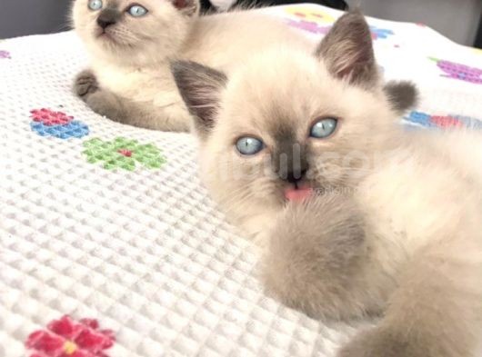 British Blue Point Yavrularım Ailesini Arıyor görsel
