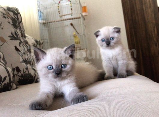 British Blue Point Yavrularım Ailesini Arıyor görsel