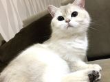 Yetişkin Beyaz British Shorthair Secereli