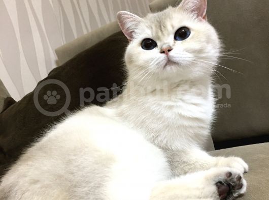 Yetişkin Beyaz British Shorthair Secereli