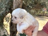 Çiftlikten Irk Garantili  Maltese Terier Yavrular