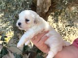 Çiftlikten Irk Garantili  Maltese Terier Yavrular