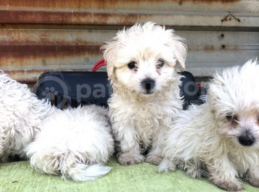 Birinci Sınıf Maltese Terrier Yavrularımız görsel