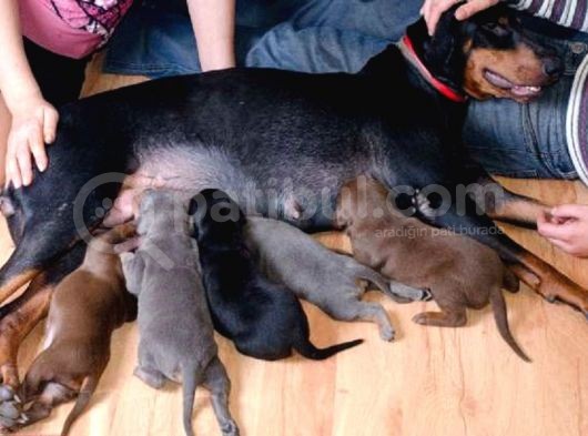 King Doberman Yavrulari Mama Ve Malzeme Kampanya Li görsel