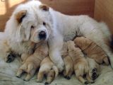 Ayi Kafa Chow Chow Yavrulari Mama Ve Malzeme Kampanyali