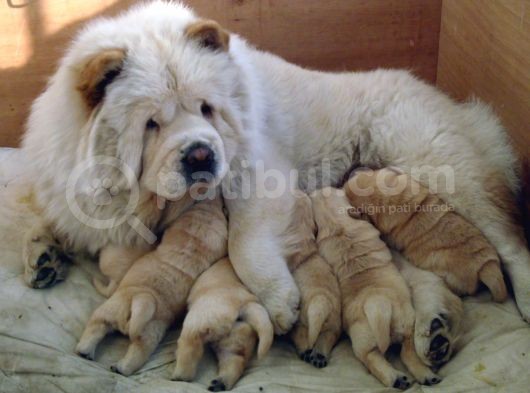 Ayi Kafa Chow Chow Yavrulari Mama Ve Malzeme Kampanyali görsel