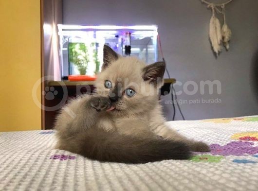 British Blue Point Yavrularım Ailesini Arıyor görsel