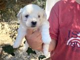 Çiftlikten Irk Garantili  Maltese Terier Yavrular
