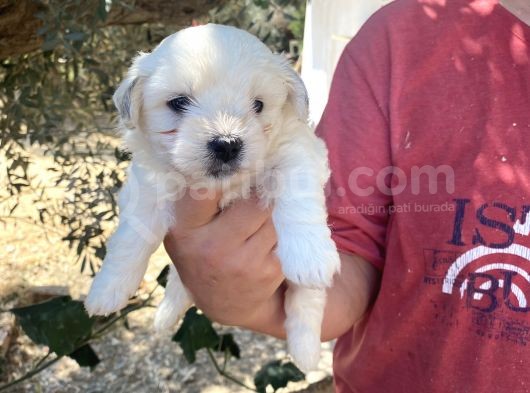 Çiftlikten Irk Garantili  Maltese Terier Yavrular görsel