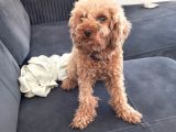Anneliği Mükemmel Teacup Poodle