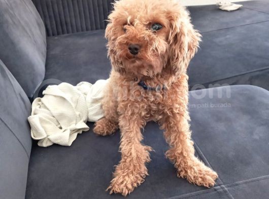 Anneliği Mükemmel Teacup Poodle