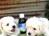 Birinci Sınıf Maltese Terrier Yavrularımız