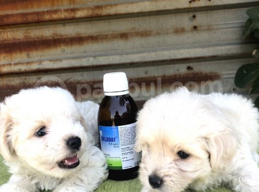 Birinci Sınıf Maltese Terrier Yavrularımız görsel