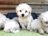 Birinci Sınıf Maltese Terrier Yavrularımız