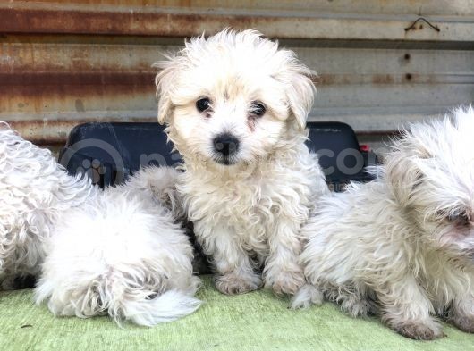 Birinci Sınıf Maltese Terrier Yavrularımız görsel
