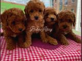 Ev Ortamında Büyüyen ToyPoodle Bebekler