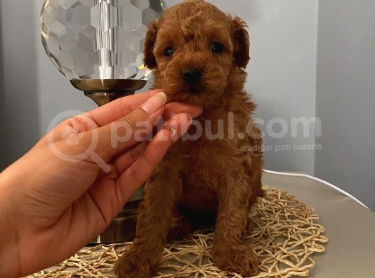 Ev Ortamında Büyüyen Toypoodle Bebekler görsel