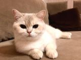 Yetişkin Beyaz British Shorthair Secereli